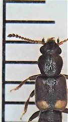 Blediotrogus guttiger