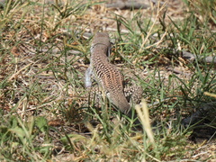 Aspidoscelis marmoratus