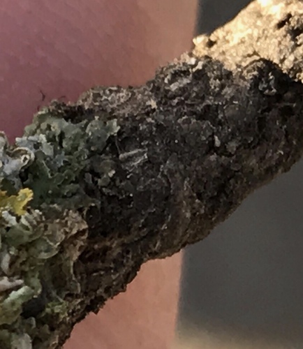 iNaturalist observation photo of Camouflage Lichens