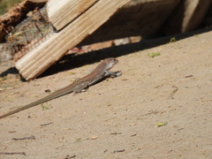 Aspidoscelis marmoratus