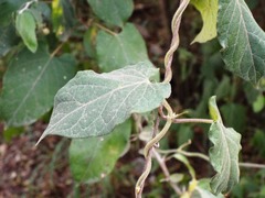 Gonolobinae