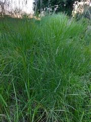 Peucedanum officinale