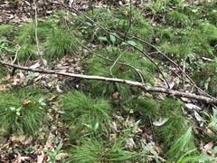 Carex leptalea harperi