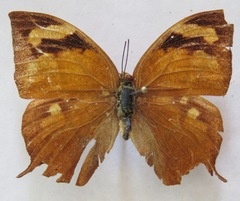 Fountainea eurypyle confusa