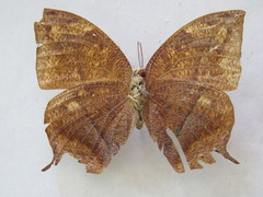 Fountainea eurypyle confusa