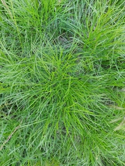 Peucedanum officinale