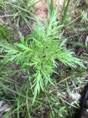 Eupatorium × pinnatifidum