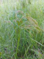 Peucedanum officinale