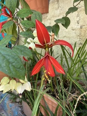 Sprekelia