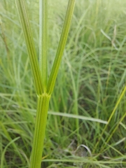 Peucedanum officinale