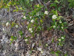 Cornus glabrata