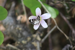 Trichodezia californiata