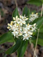 Cornus glabrata