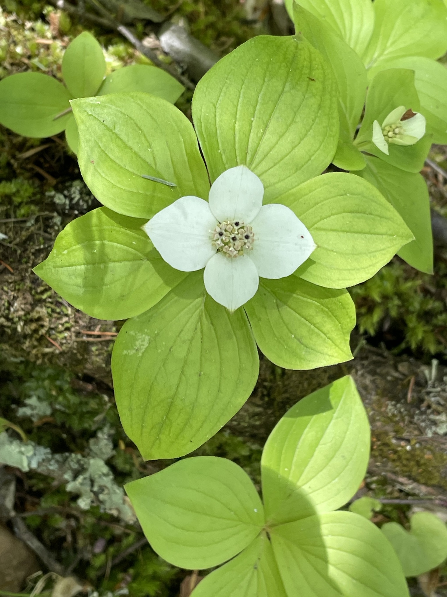Cornus canadensis
