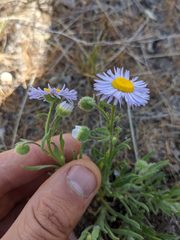 Erigeron pumilus intermedius