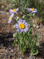 Erigeron pumilus intermedius