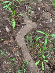Thomomys talpoides