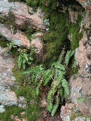 Polypodium saximontanum