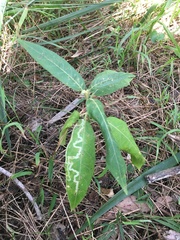 Solanum stelligerum