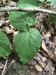 Matelea carolinensis