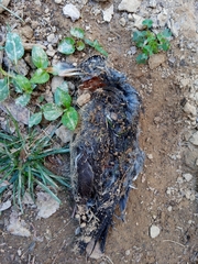 Turdus migratorius