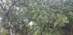 Celtis pallida
