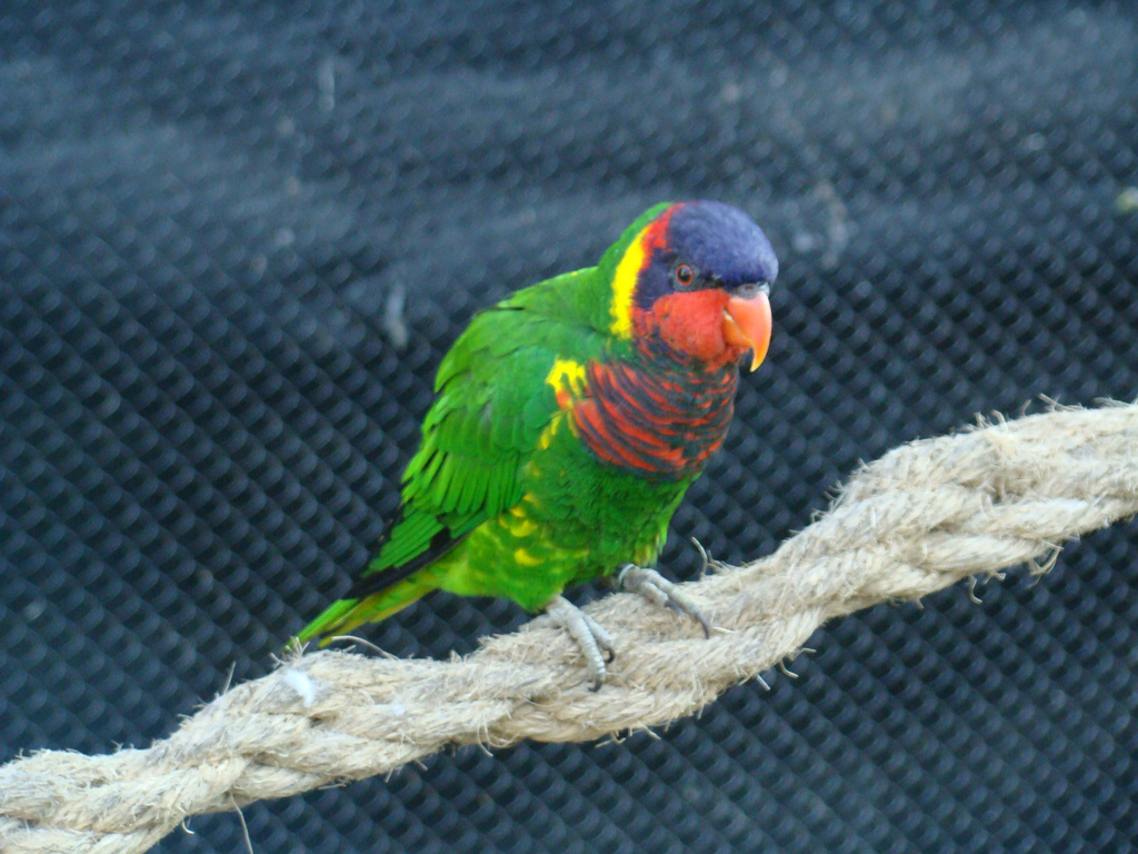 Ornate Lorikeet photo