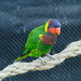 Ornate Lorikeet - Photo (c) Mario Pineda, some rights reserved (CC BY-NC-SA)