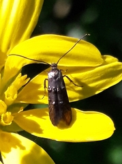Lepidoptera