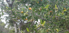 Celtis pallida