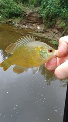 Lepomis miniatus