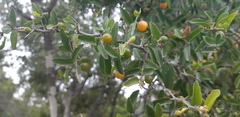 Celtis pallida