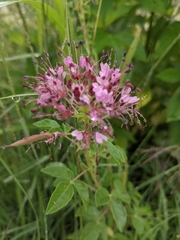 Polanisia dodecandra riograndensis
