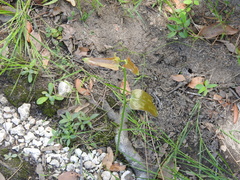 Smilax bona-nox image