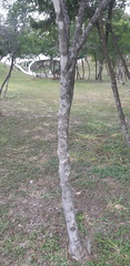 Celtis pallida