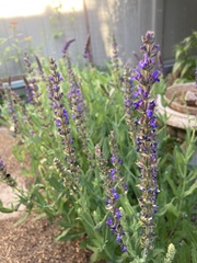 Salvia superba
