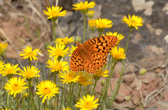 Speyeria coronis