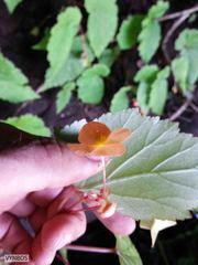 Begonia sutherlandii