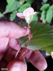 Begonia sutherlandii