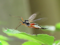 Tanyptera