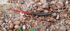 Vanzosaura multiscutata