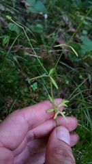 Ranunculus micranthus