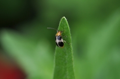 Paridea oculata