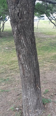 Erythrostemon mexicanus
