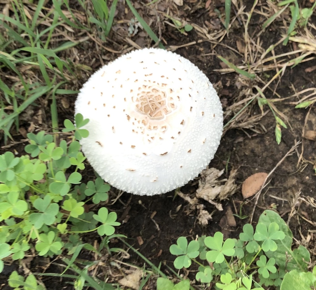 greenspored parasol from Lake Bastrop South Shore Park, Bastrop, TX