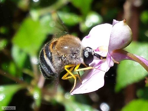 Psilodera fasciata photo 3