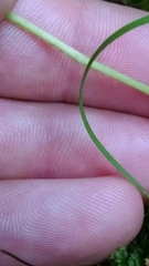 Ranunculus micranthus