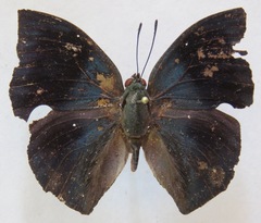 Memphis mora orthesia