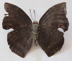 Memphis mora orthesia