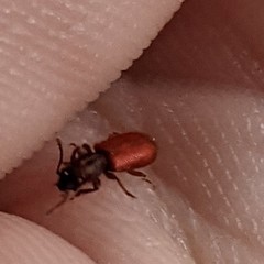 Zenodosus sanguineus